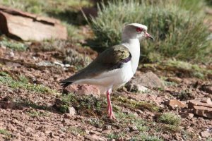 Andean Lapwing