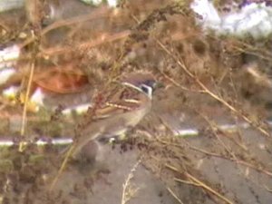 Tree Sparrow