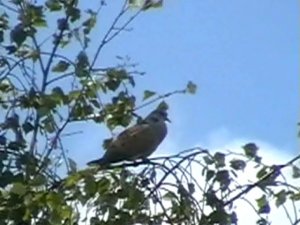 Purring Turtle Dove