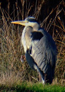 Grey Heron