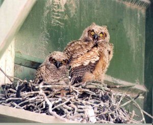 great horned owlets