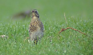 fieldfare