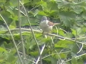 Whitethroat