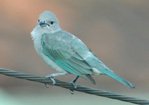 Sayaca Tanager