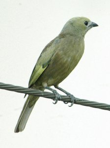 Palm Tanager