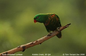 Scaly-breasted Lorikeet