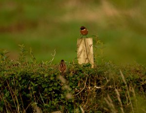 Mr & Mrs Stonechat