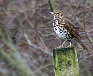 Song Thrush