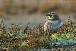 Shore Lark