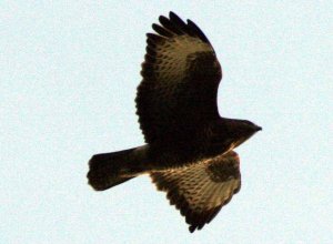 Common Buzzard