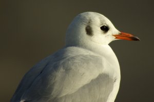 Gull portrait