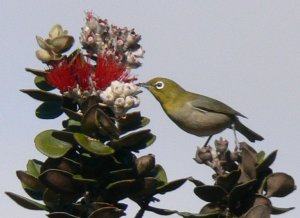 Japanese White-eye with 'ohi'a blossoms
