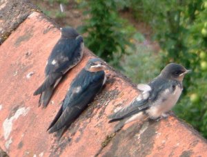 Young Swallows