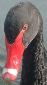 Black Swan portrait