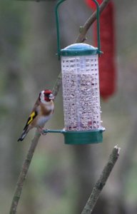 goldfinch a bigger pic