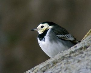 Pied Wagtail 2