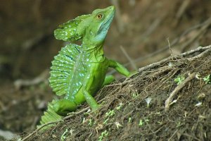 Green basilisk