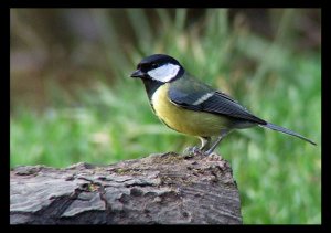 Posing Great Tit