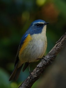 Red-flanked  Bluetail