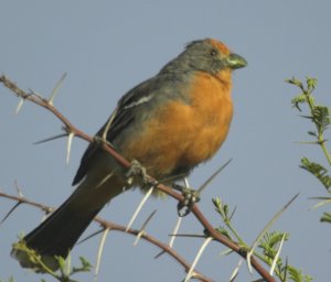 White-tipped Plantcutter