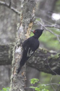 Magellanic Woodpecker