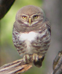 Forest owlet