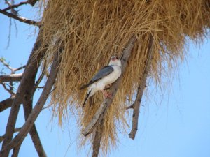 Pygmy Falcon