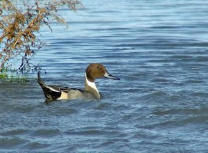 Drake Pintail