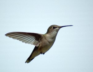 Ruby-throated Hummingbird - female