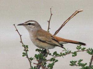 Kalahari Robin