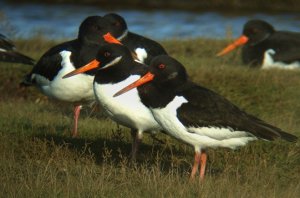 Oyster Catchers