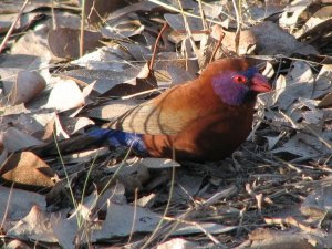 Violet-eared Waxbill