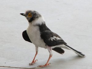 White Helmetshrike