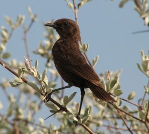 Southern Anteater-Chat