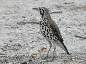 Groundscraper Thrush