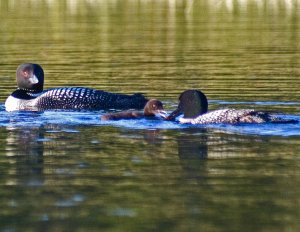 Common Loons with Baby