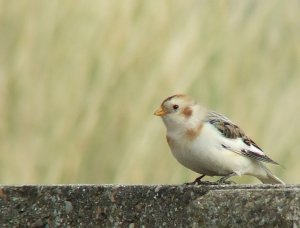 Snow Bunting