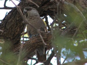 Rppell's Parrot