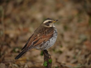 Dusky Thrush