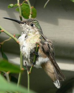 Rufous or Allen's or Black-Chinned Hummingbird
