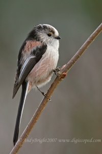 Long-tailed Tit