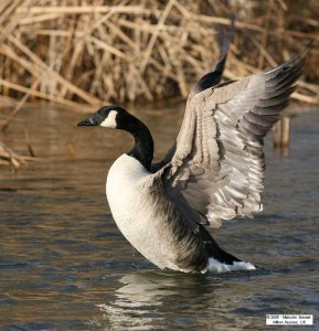 Canada Goose in a flap