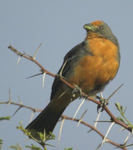 White-tipped Plantcutter