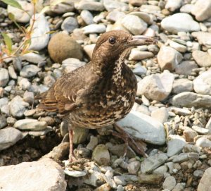 Long-Billed Thrush