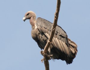 White-Rumped Vulture  *DB*