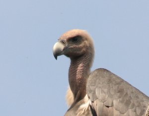 Whiter-Rumped Vulture *DB*