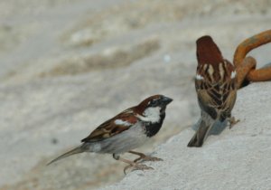 Italian Sparrows