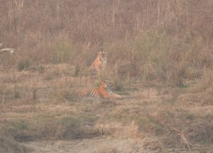 Bengal Tiger and Tigress