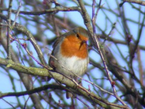 Garden Robin