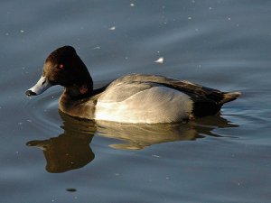 Hybrid - Tufted Duck/Pochard